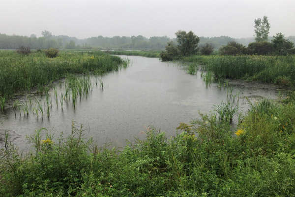 michigan wetlands, wetlands, potato creek